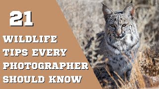 21 FAIL-PROOF Tips For AMAZING Wildlife Photos!