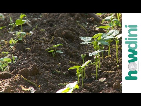 Comment garder les mauvaises herbes de votre jardin