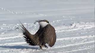 Greater Sage-Grouse Lekking