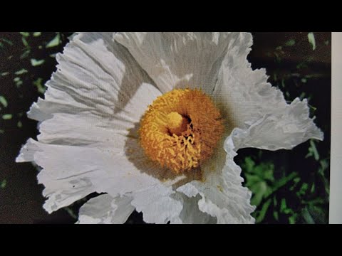 Video: Trồng cây anh túc Matilija - Cách trồng anh túc Matilija trong vườn của bạn