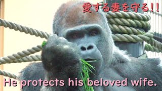 Dad Gorilla sprints and protects his beloved wife.Because Gentaro tapped Genki. 【kyotocityzoo】