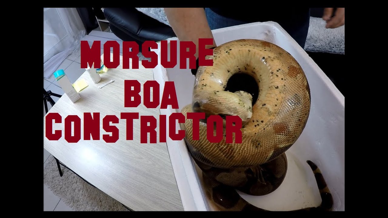 Morsure gros serpent