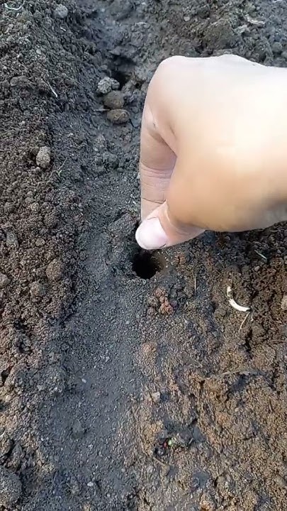 Как посадить морковку - YouTube