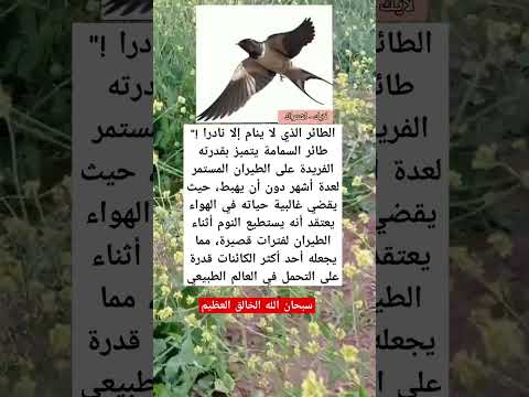 الطائر الذي لا ينام إلا نادرا طائر السمامة يتميز بقدرته الفريدة على الطيران المستمر اكسبلور