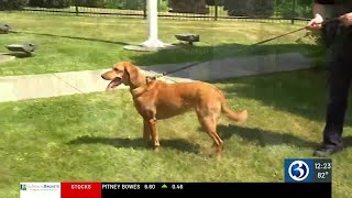 Amazing K9 Duos: Meet Trooper Meakem and K9 Gille