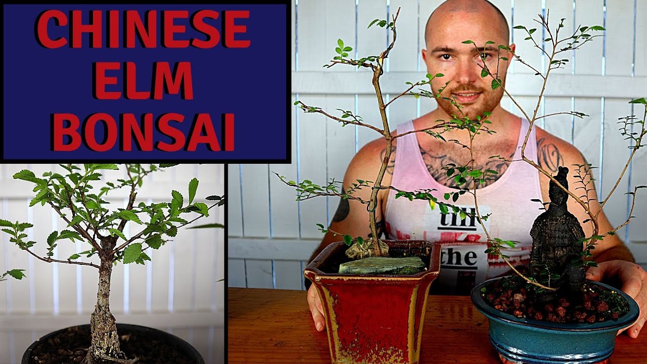 Pruning and root pruning Chinese Elm Bonsai Bonsai For Beginners