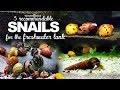 Most popular freshwater snails