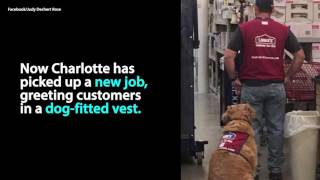 Texas Lowe's Hires Veteran and Service Dog