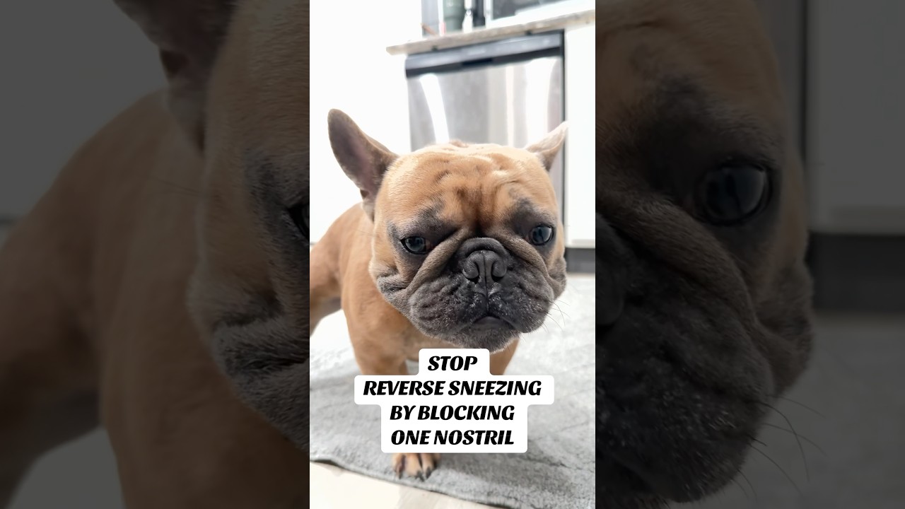 How to stop reverse sneezing in dogs? 🐾 