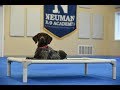Kala (German Shorthair Pointer) Puppy Camp Dog Training Video Demonstration Kala (German Shorthair Pointer) Puppy Camp Dog Training Video Demonstration