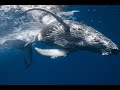 Звуки природы - Синий кит / Nature sounds-Blue whale