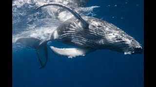 Звуки природы - Синий кит / Nature sounds-Blue whale