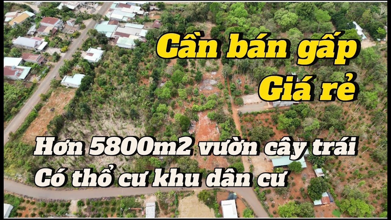 vườn trái cây hơn 5800m2 có thổ cư ở BR-VT. chú đạ cần bán để giảm tải ngân hàng.