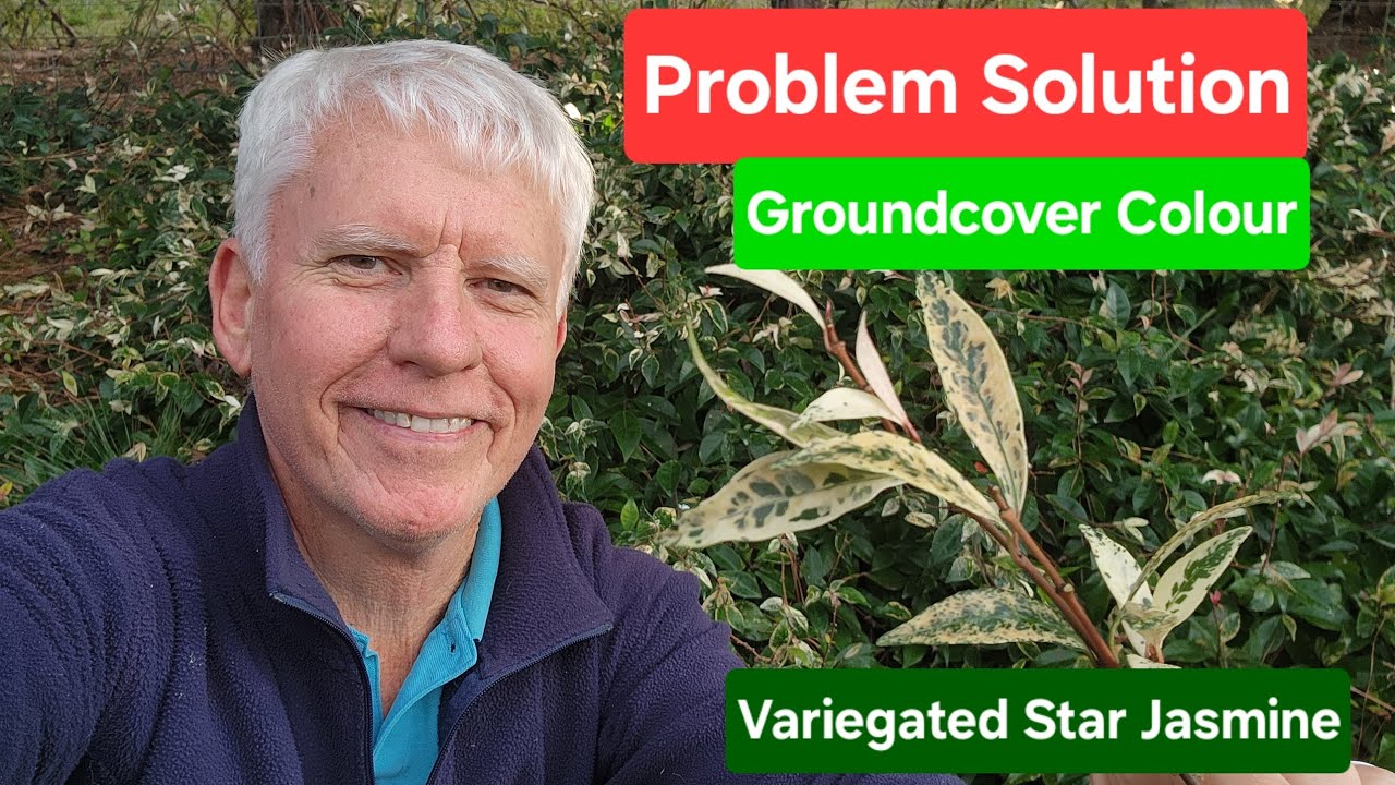 Solution for Problem Area - groundcover variegated star jasmine