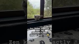 Ragdoll Zen tries again for table! #ragdoll #zen #cat #kitten #relaxing #funny #cute