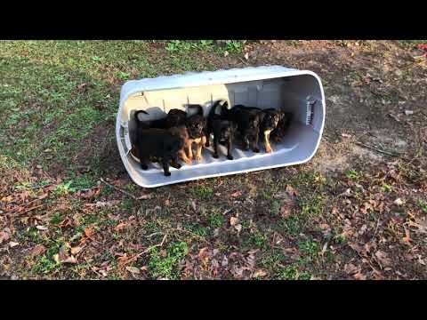 Puppies see grass for the first time