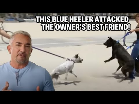 Is Trauma Causing This Golden Retriever To Be Aggressive?  | Cesar 911 Season 3, Ep. 2