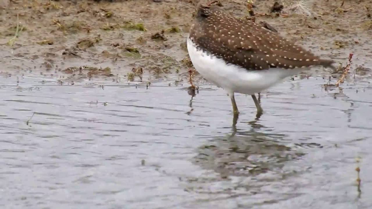 Green Sandpiper