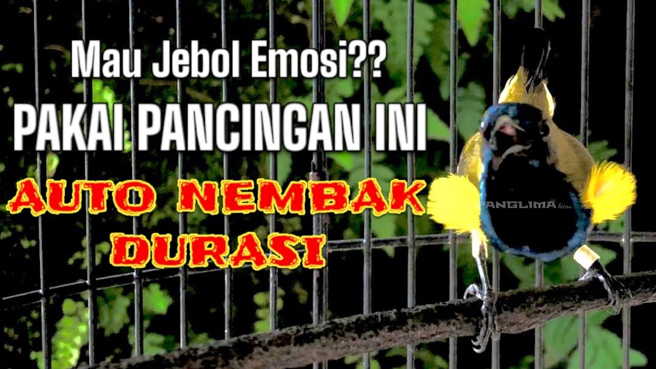 Sogon Durasi: Bikin Emosi Naik & Tembakan Menggila! #pancingansogon #sogongacor #sogon 