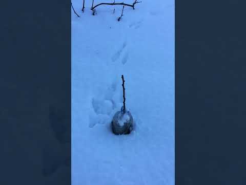 Не очікував такого заєць об їв молоді яблуні Джероміні взимку джероміні 