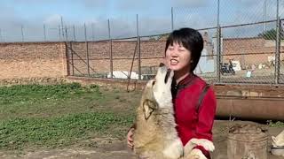 #wolf too much affection #wolfpack by Wolfman 12,115 views 1 year ago 1 minute, 3 seconds