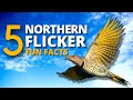 5 FACTS About the NORTHERN FLICKER | Aka. YELLOW HAMMER