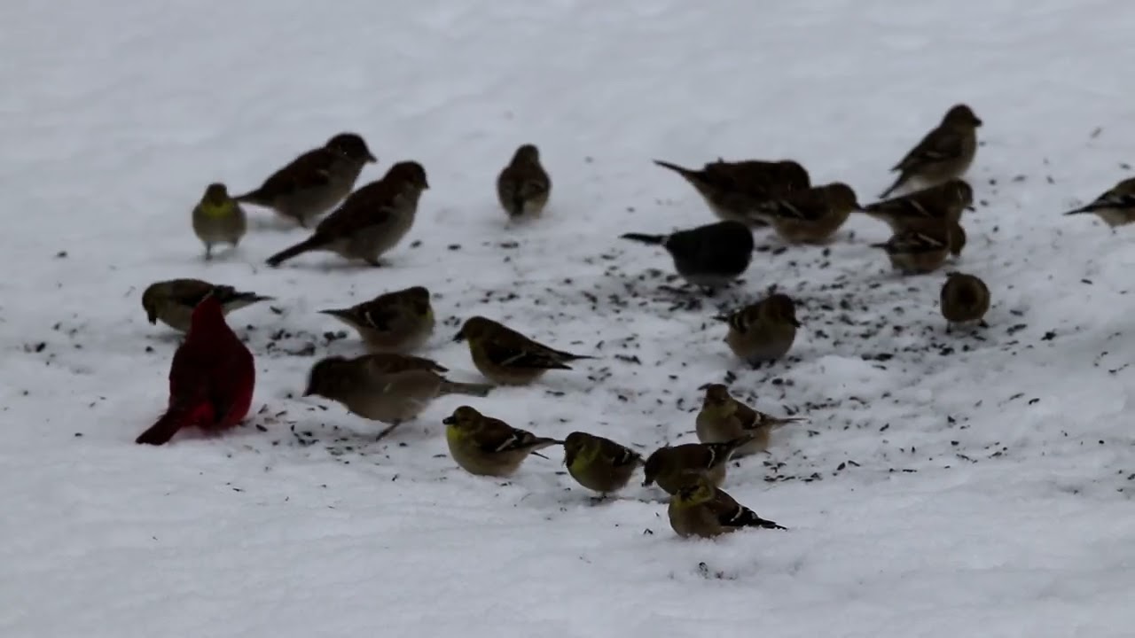 Christmas Flu (Morgan Ames) Silent Night Deadly Night Soundtrack
