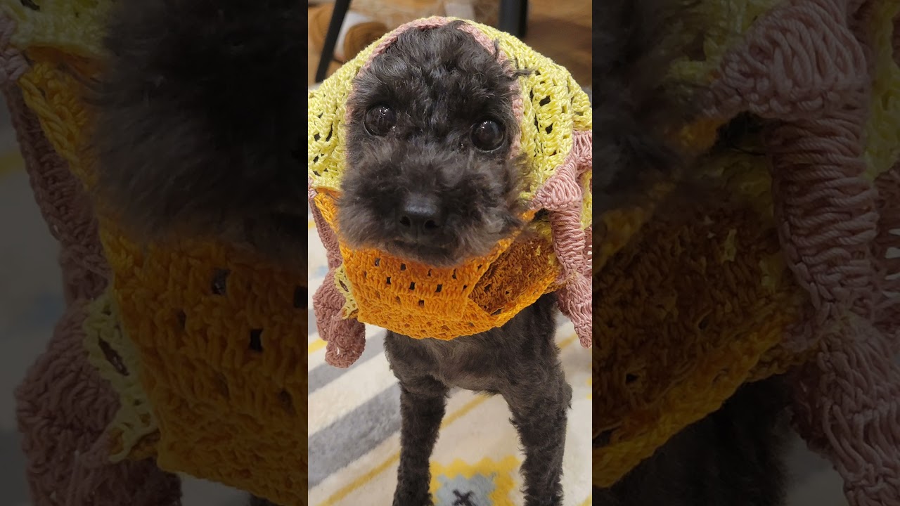 かぎ針編みで作った犬服✨ #かぎ針編み #犬服 #ハンドメイド - YouTube