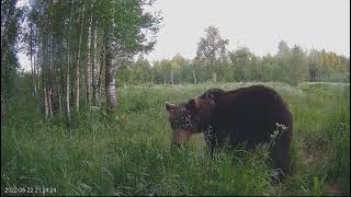 Alutaguse Karukaamera 2022-06-22 A Bear