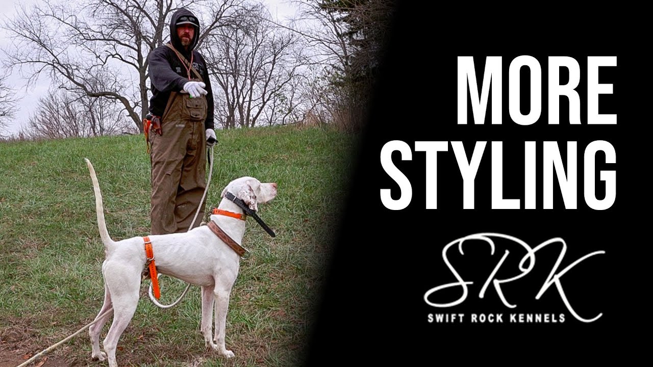 Bird Dog Training -More Woah Post Training and Getting More Style | Swift Rock Kennel 