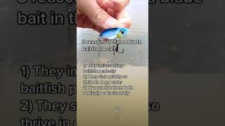 Why You Need To Fish Blade Baits In The Fall