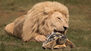Can Tortoise's shell protect itself from Lion?
