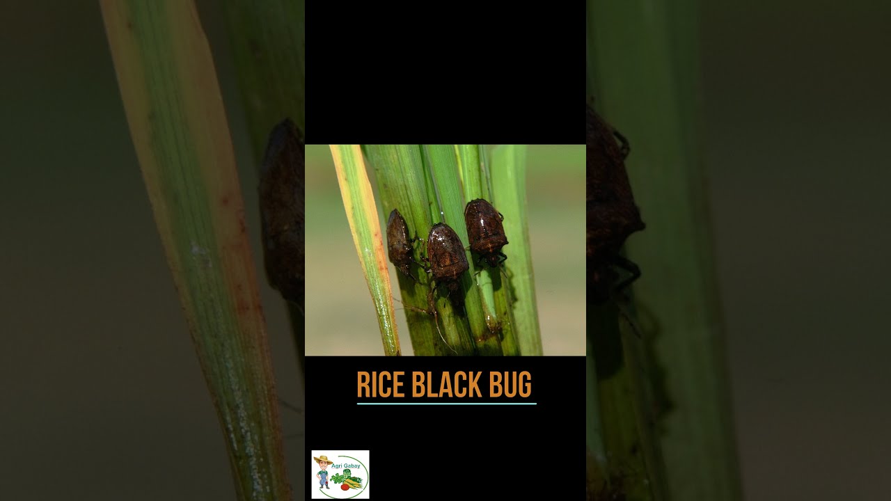 The Best Rice Weevil Insecticide: A Pro's Top 5 USA Choices - Answer ...
