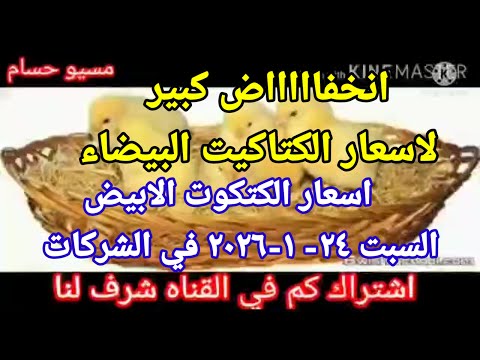 سعر الكتكوت اسعار الكتاكيت اليوم السبت 24 1 2026 في جميع الشركات في مصر 