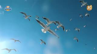 Dirgahayu Republik Indonesia Tercinta Yang Ke77