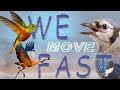 BIRDS in SLOW MOTION  - AMAZING BEHAVIOR MOMENTS