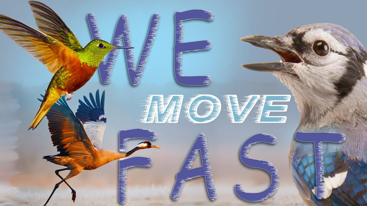BIRDS in SLOW MOTION - AMAZING BEHAVIOR MOMENTS - YouTube