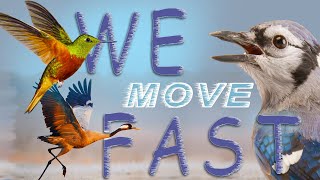 BIRDS in SLOW MOTION  - AMAZING BEHAVIOR MOMENTS