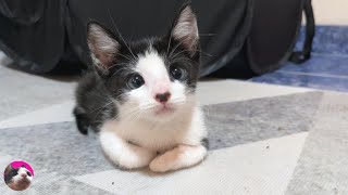 A rescued kitten overly concerned about a resident cat undergoing sterilisation behaves unexpectedly