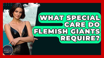What Special Care Do Flemish Giants Require? - Exploring The Benelux