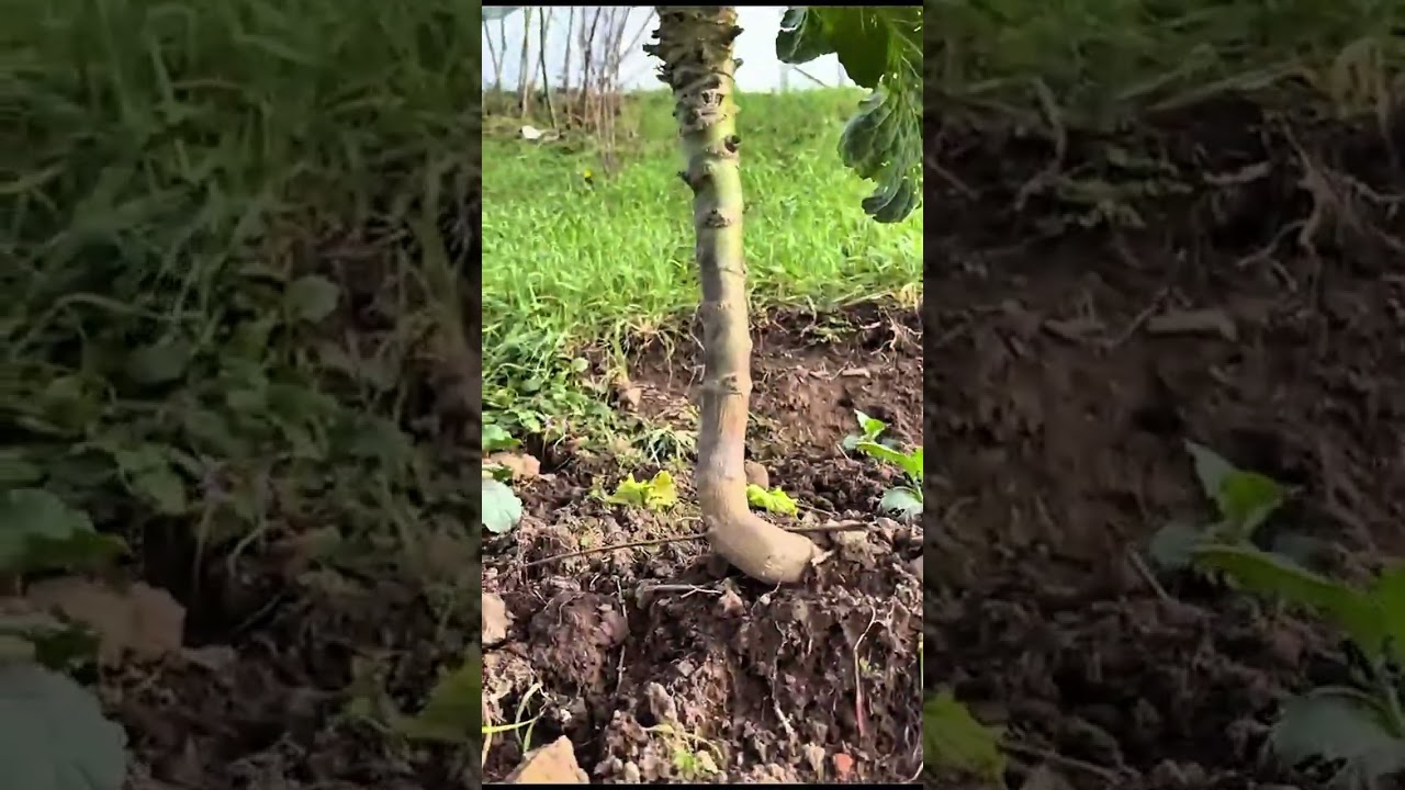 “Bahçeden Sofraya Bir Günümüz | Kara Lahana Sarması”🌿