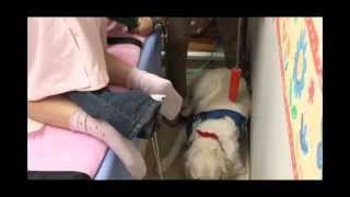 セラピードッグ ベイリー (静岡県立こども病院)1/2