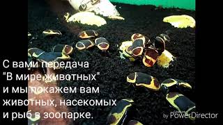 ТЕЛЕПЕРЕДАЧА "В МИРЕ ЖИВОТНЫХ" ТЕЛЕПЕРЕДАЧА "В МИРЕ ЖИВОТНЫХ"