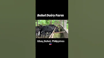 August 25 2025 Bohol Dairy Farm 