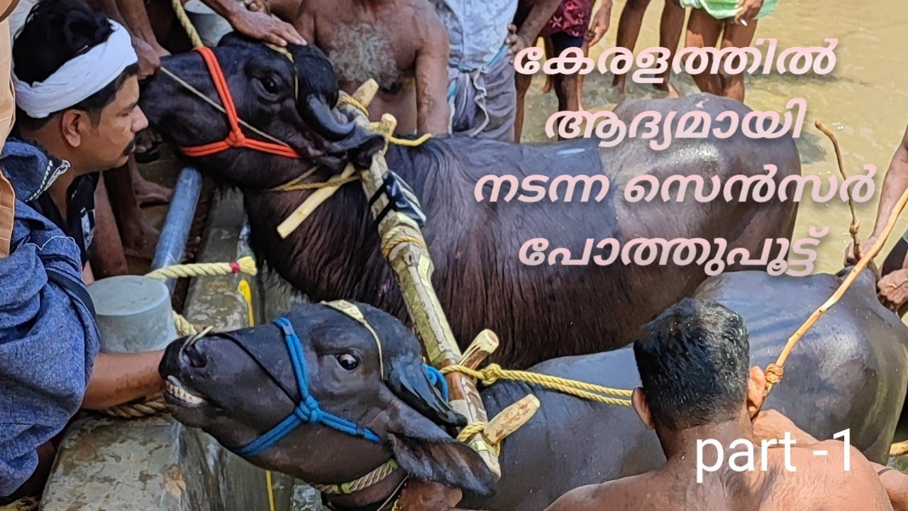 ഇഞ്ചോടിഞ്ച് പോരാട്ടത്തിൽ അഞ്ചു സ്ഥാനവും മാനുപ്പ കരസ്ഥമാക്കിയ കരേക്കാട് പോത്തുപൂട്ട് part -1