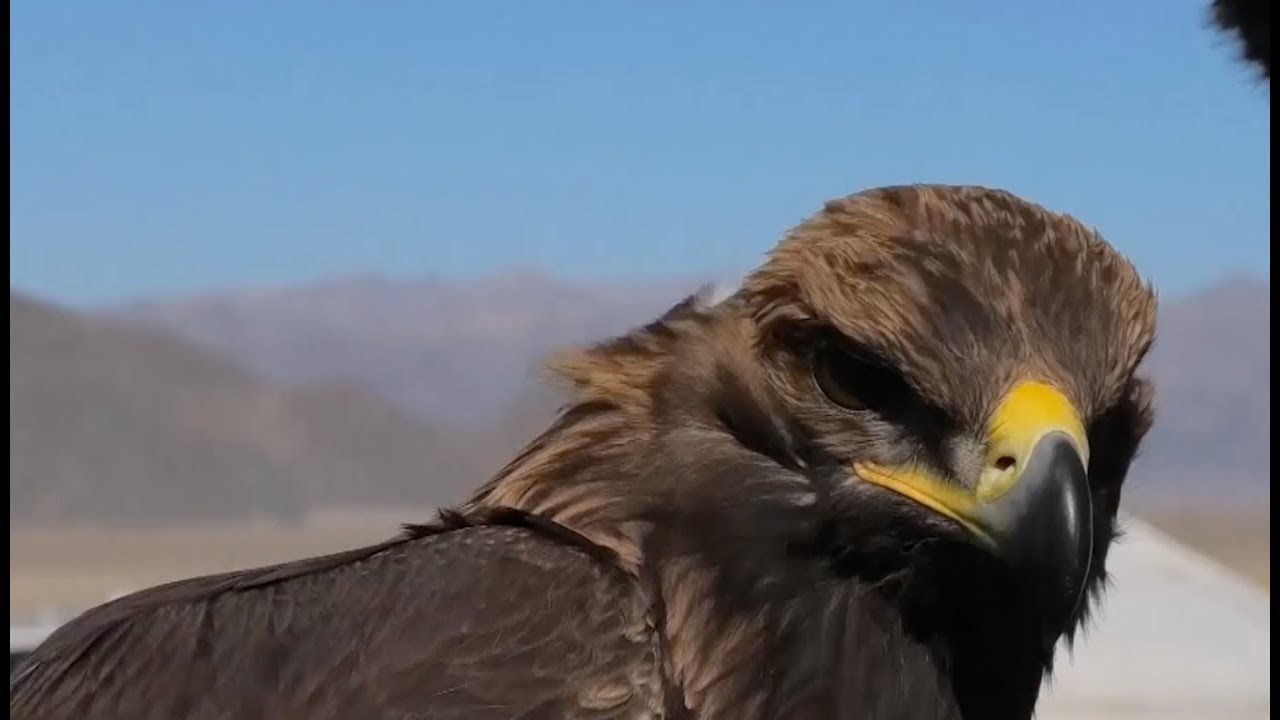 النسر الذهبي في منغوليا
