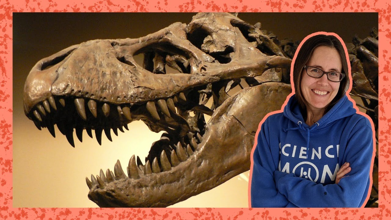 32. How do fossils form? - YouTube
