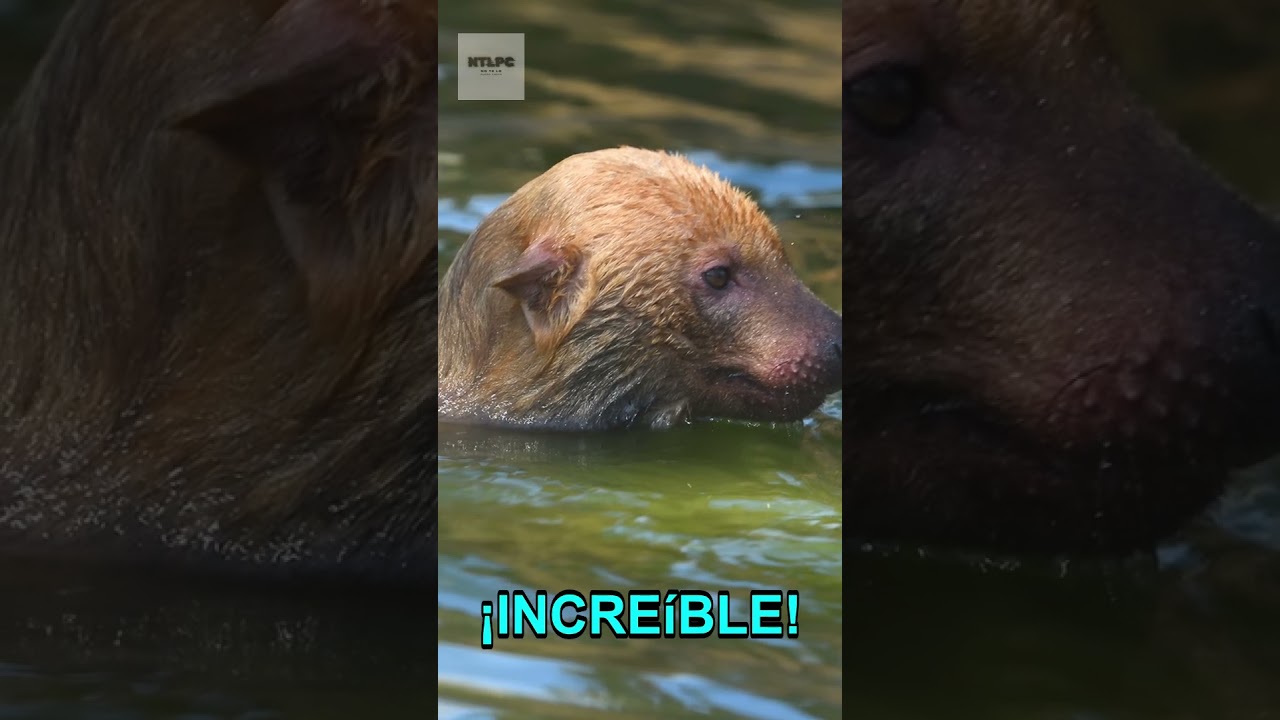 ¿Conoces al perro venadero? Un cánino único de Sudamérica