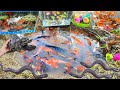 Catch colorful ornamental fish fish glofish real turtles cute chicks ducks and geese