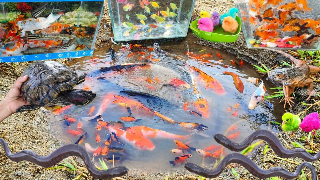 catch-colorful-ornamental-fish-fish-glofish-real-turtles-cute